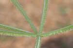 Egyptian grass